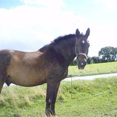 Dansk Varmblod Ayoub <3 R.I.P