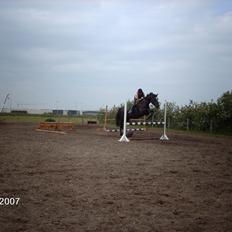 Dansk Varmblod Santos <3 