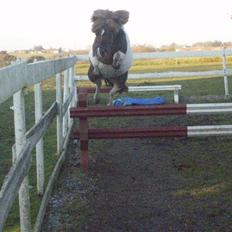 Shetlænder Oskar <3