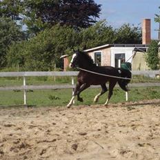 Hannoveraner Ferrari <3 SOLGT