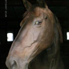 Anden særlig race Meiza