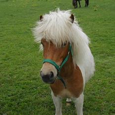 Anden særlig race Gina (SOLGT)