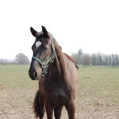 Dansk Varmblod Højgårds Delina