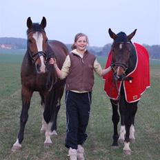 Dansk Varmblod Fabian 007 R.I.P