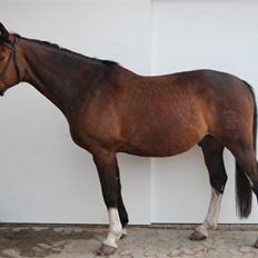 Dansk Varmblod Fabian 007 R.I.P