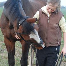 Dansk Varmblod Fabian 007 R.I.P