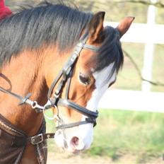 Welsh Pony af Cob-type (sec C) Hip Hop