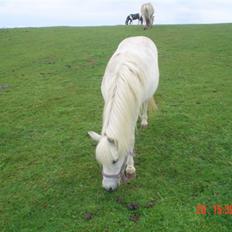 Anden særlig race Hopsa elsket og savnet