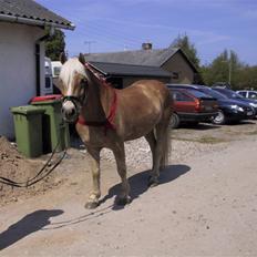 Haflinger Skyttegårdens Agra R.i.P 