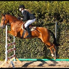 Anden særlig race Zarahby