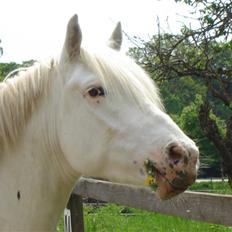 Appaloosa Artax