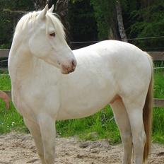 Appaloosa Artax