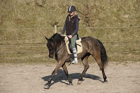 Welsh Cob (sec D) Amira - Dressur i maj måned. Hun er virkelig en dejlig pony!  billede 5