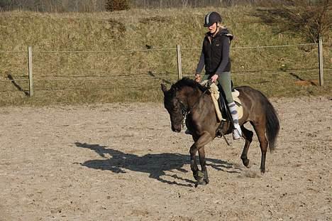 Welsh Cob (sec D) Amira - Dressur i maj måned. Hun er virkelig en dejlig pony!  billede 6