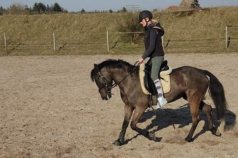 Welsh Cob (sec D) Amira - Dressur i maj måned. Hun er virkelig en dejlig pony!  billede 7