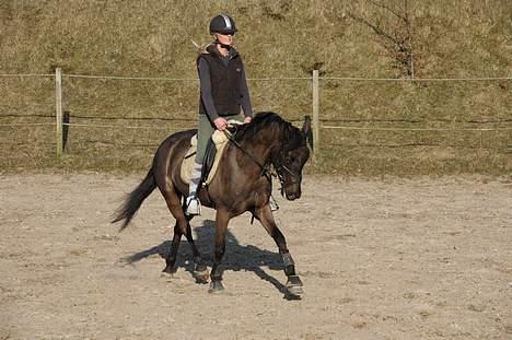 Welsh Cob (sec D) Amira - Dressur i maj måned. Hun er virkelig en dejlig pony!  billede 8