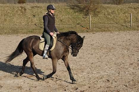 Welsh Cob (sec D) Amira - Dressur i maj måned. Hun er virkelig en dejlig pony!  billede 9