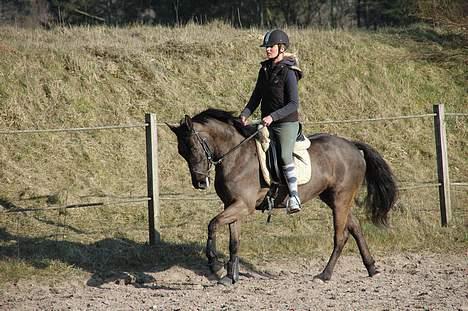 Welsh Cob (sec D) Amira - Dressur i maj måned. Hun er virkelig en dejlig pony!  billede 10