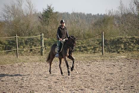 Welsh Cob (sec D) Amira - Dressur i maj måned. Hun er virkelig en dejlig pony!  billede 11