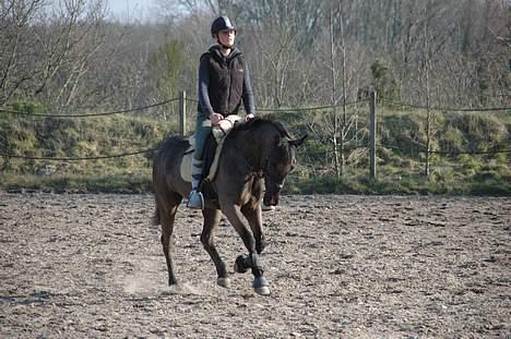Welsh Cob (sec D) Amira - Dressur i maj måned. Hun er virkelig en dejlig pony!  billede 12