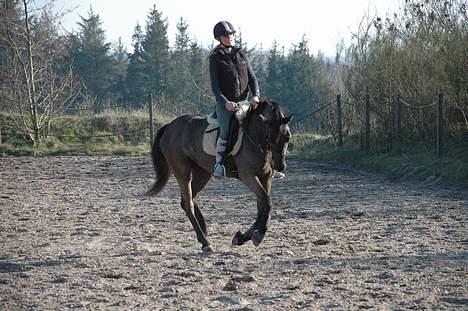 Welsh Cob (sec D) Amira - Dressur i maj måned. Hun er virkelig en dejlig pony!  billede 13