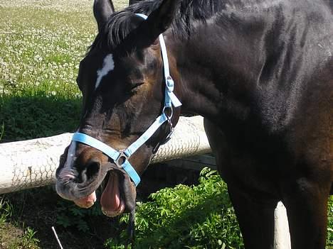 Holstener Cavallier - Haha (: Det her billede elsker jeg virkelig bare (: billede 3