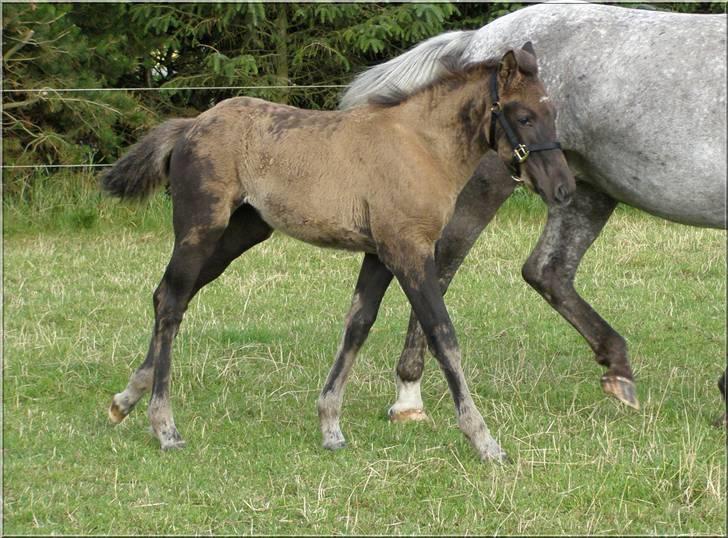 Knabstrupper *Holbæks Shiloh* Solgt * - 23/7 07 billede 7