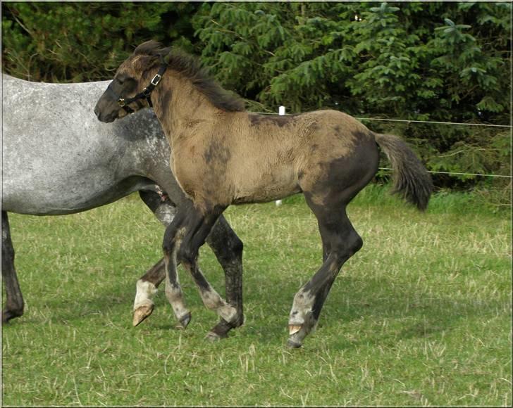 Knabstrupper *Holbæks Shiloh* Solgt * - 23/7 07 billede 8