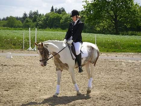 Pinto Mathilde - Til dressurstævnet :) Fotograf: Far billede 12