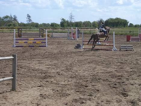 Welsh Cob (sec D) Kielshoop Honeyrose Solgt - Mig og Rosie til stævne i snorgåeden. LC :D billede 10