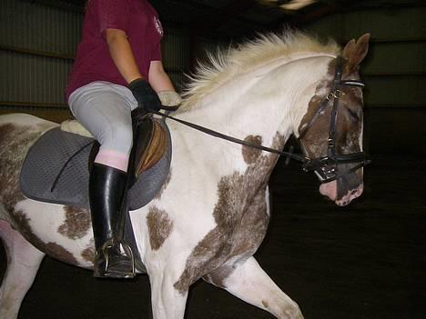 Pinto Mathilde - Du må gerne åbne øjene på det næste billede :) Fotograf: Jeanette billede 17
