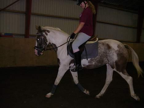 Pinto Mathilde - Lidt dressur i ridehallen :) Fotograf: Jeanette eller Kimie billede 19