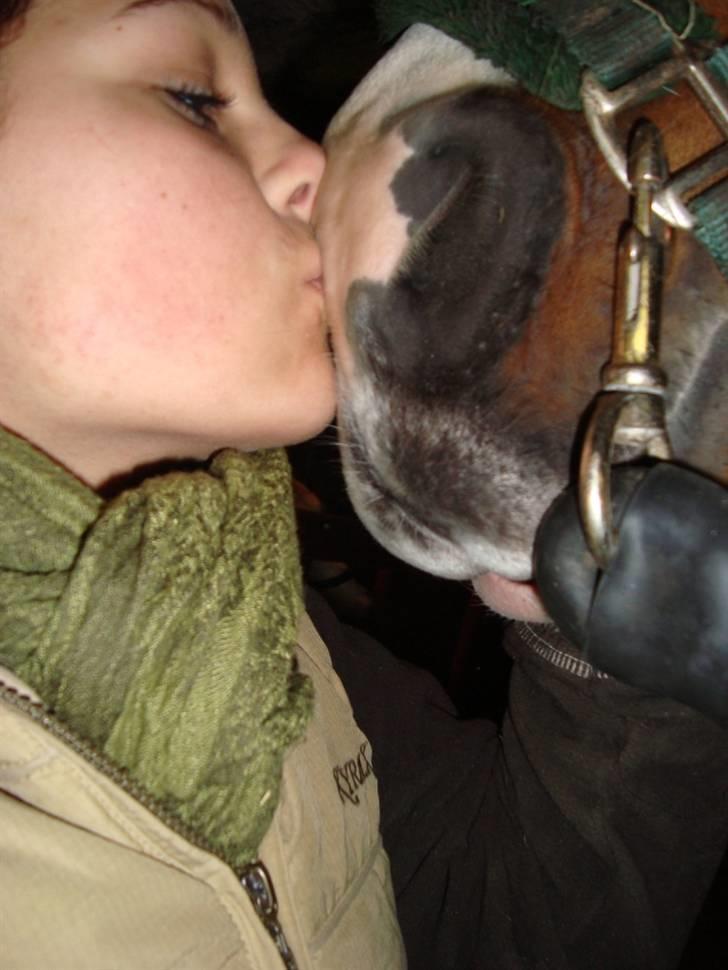 Hannoveraner Søndergårdens Lix - Ægte kærlighed<3 - foto: mig billede 9