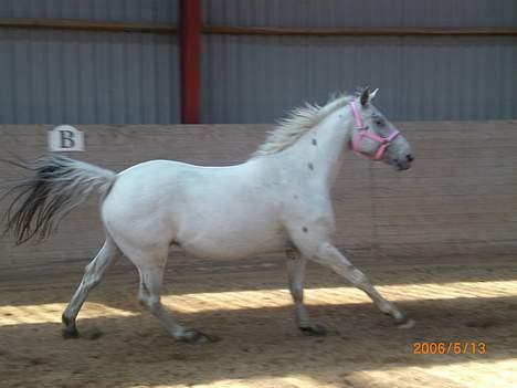 Knabstrupper Ziggie Stardust billede 1