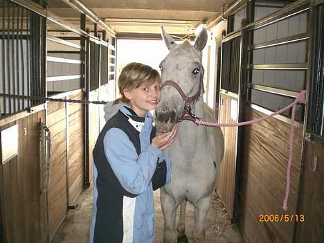 Knabstrupper Ziggie Stardust billede 2