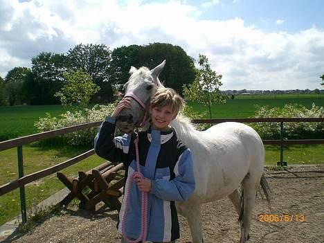 Knabstrupper Ziggie Stardust billede 3