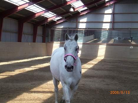 Knabstrupper Ziggie Stardust billede 4