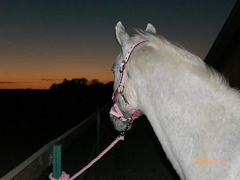 Knabstrupper Ziggie Stardust billede 5