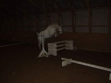 Knabstrupper Ziggie Stardust billede 6