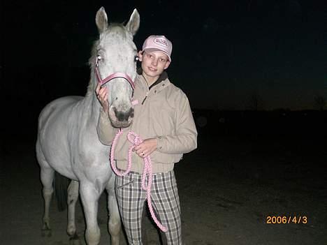 Knabstrupper Ziggie Stardust billede 7