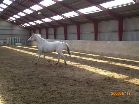 Knabstrupper Ziggie Stardust billede 8