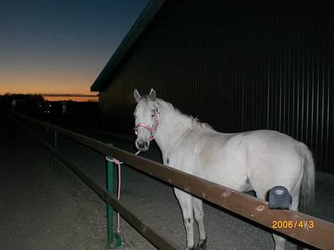 Knabstrupper Ziggie Stardust billede 9