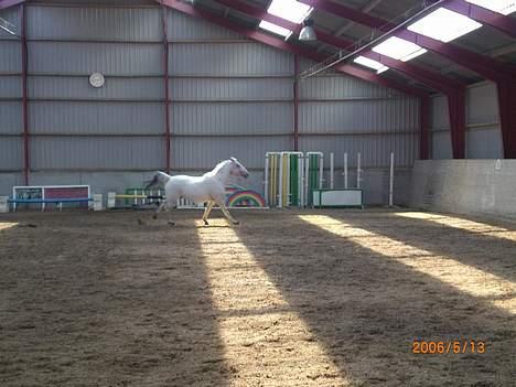 Knabstrupper Ziggie Stardust billede 10