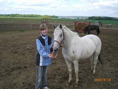 Knabstrupper Ziggie Stardust billede 11