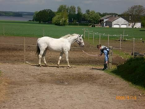 Knabstrupper Ziggie Stardust billede 12