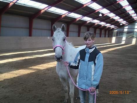 Knabstrupper Ziggie Stardust billede 14