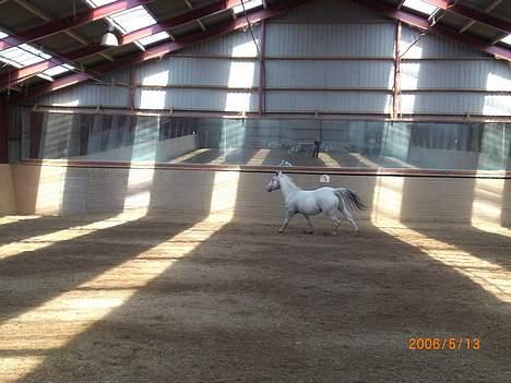 Knabstrupper Ziggie Stardust billede 15