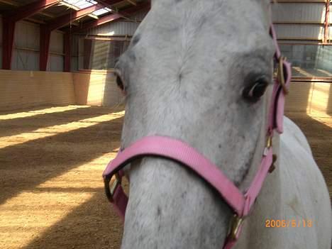 Knabstrupper Ziggie Stardust billede 16