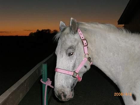 Knabstrupper Ziggie Stardust billede 17