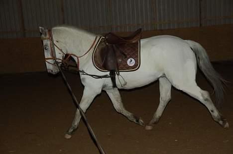 Knabstrupper Ziggie Stardust billede 18